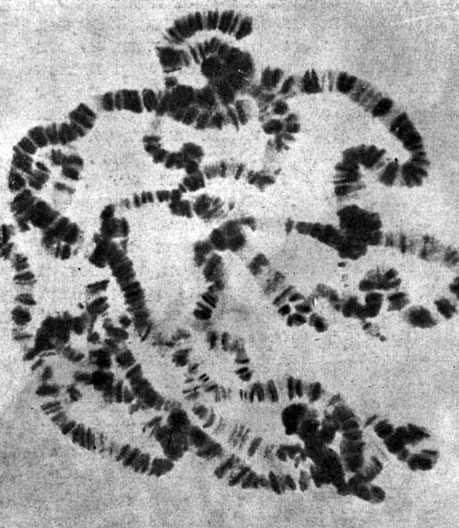  IV.       Drosophila melanogaster.            ,     256 .        (X 1500)