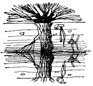 Рис. 121. Как представляется из-под воды полузатопленное дерево (ср. с рис. 120)