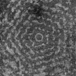 Рис. 10. Колония вирусов также обладает свойством симметрии (фотография сделана с помощью электронного микроскопа)
